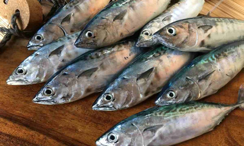 beneficios bonito del norte salud