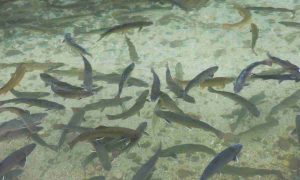 Los pescados de río están regresando: qué está pasando y por qué es una gran noticia