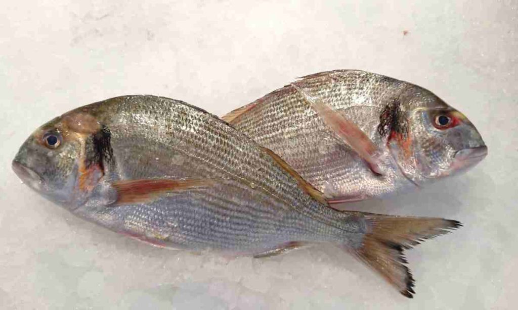 la mejor dorada a la brasa