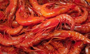La gamba roja de Garrucha: la joya marina de Almería que todos los gourmets quieren probar