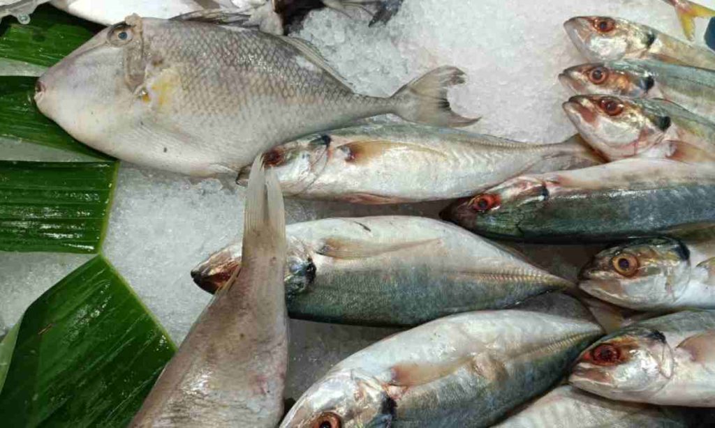 nuestra preparacion de la ventresca